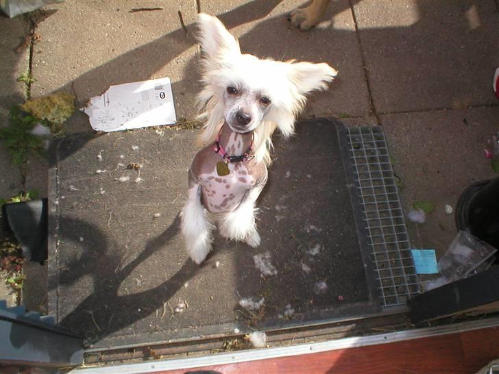 Chinese crested hårløs silje billede 20