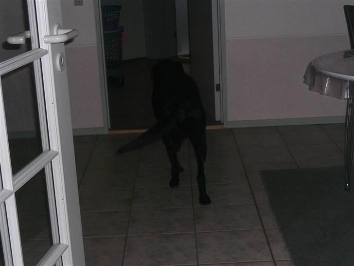 Labrador retriever Chang    (R.I.P) billede 7