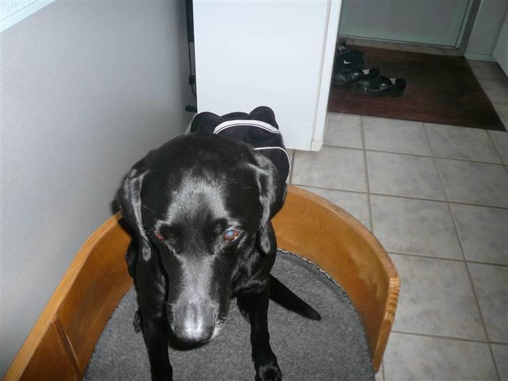 Labrador retriever Chang    (R.I.P) billede 8