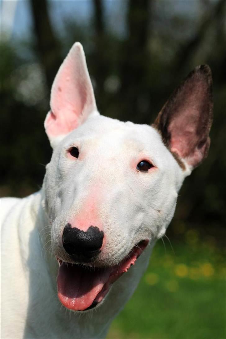 Bullterrier Lulu *himmelhund* - Hej! Velkommen til min profil ! :-) billede 6