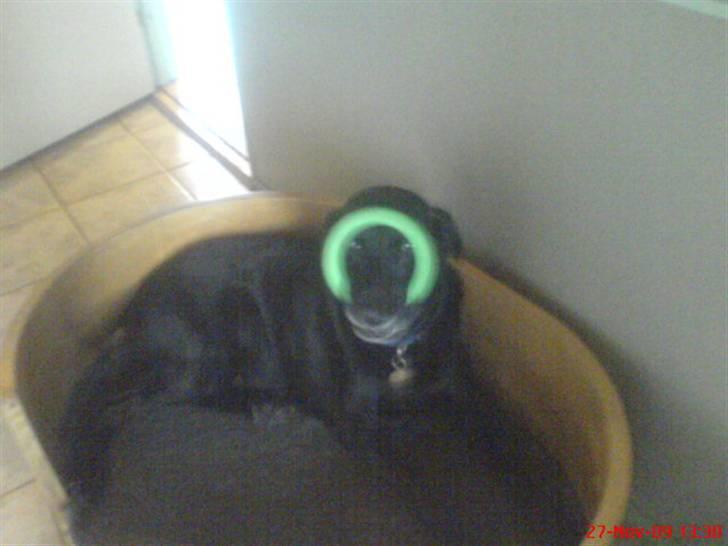 Labrador retriever Chang    (R.I.P) billede 9