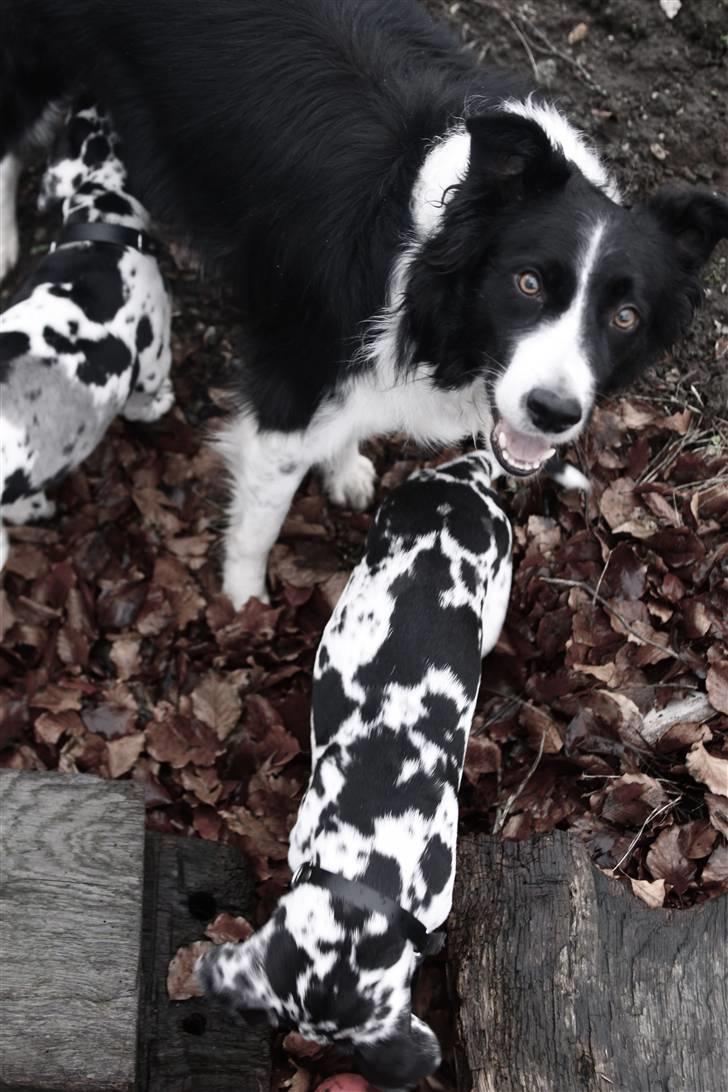Grand danois Thor (Uden plet på næsen) billede 13