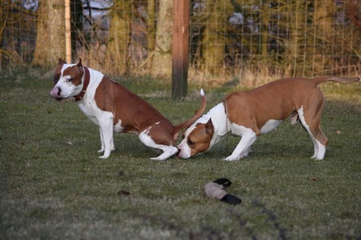 Amerikansk staffordshire terrier FAITH - Giuly og mig. :D billede 14