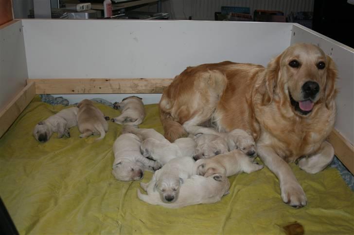 Golden retriever Basse(Mystic man) <3 - Da Basse var en uge, han ligger nummer 2 fra venstre den mørkeste af hvalpene <3 billede 5