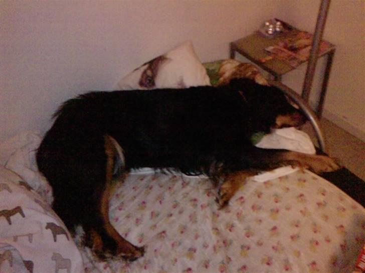 Hovawart Bella/Pølse<3 - Det er ikke altid lige let at komme i seng (: billede 6
