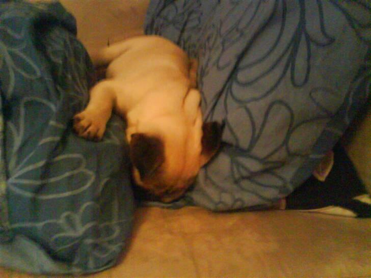 Mops Gilbert - Såååå træt! billede 6