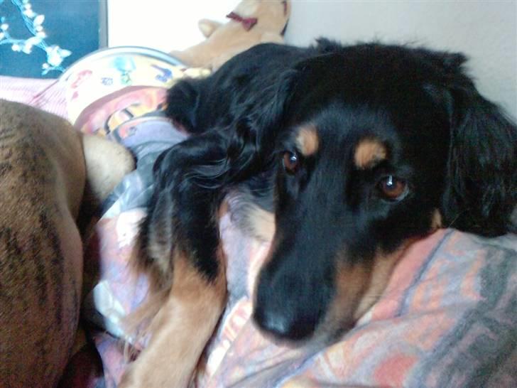 Hovawart Bella/Pølse<3 billede 7