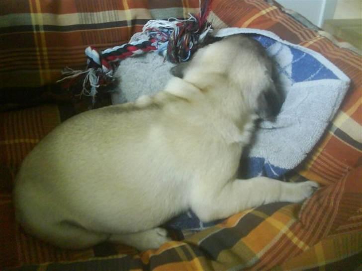 Mops Gilbert billede 7