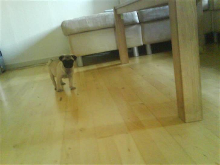 Mops Gilbert billede 8
