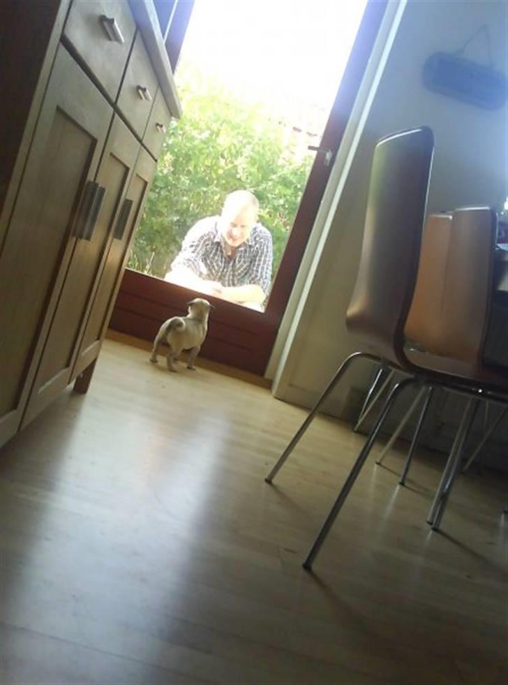 Mops Gilbert - Hvorfor er du udenfor? billede 9