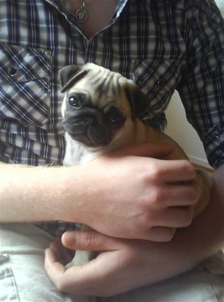 Mops Gilbert - Den dag jeg blev hentet:) billede 10