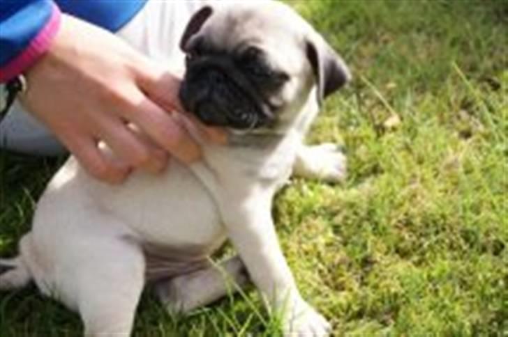 Mops Gilbert billede 11