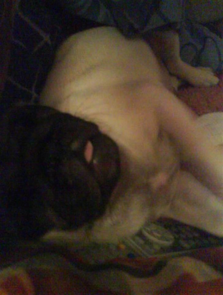 Mops Gilbert billede 12