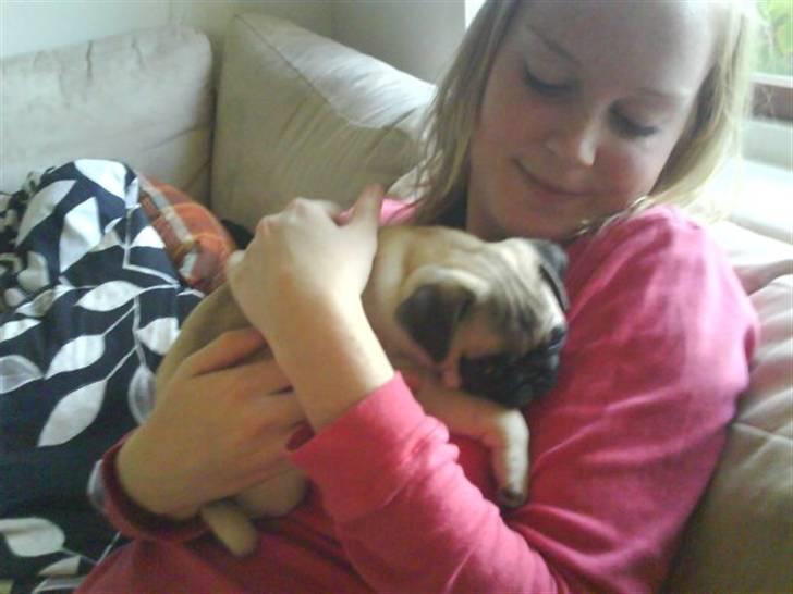 Mops Gilbert billede 13