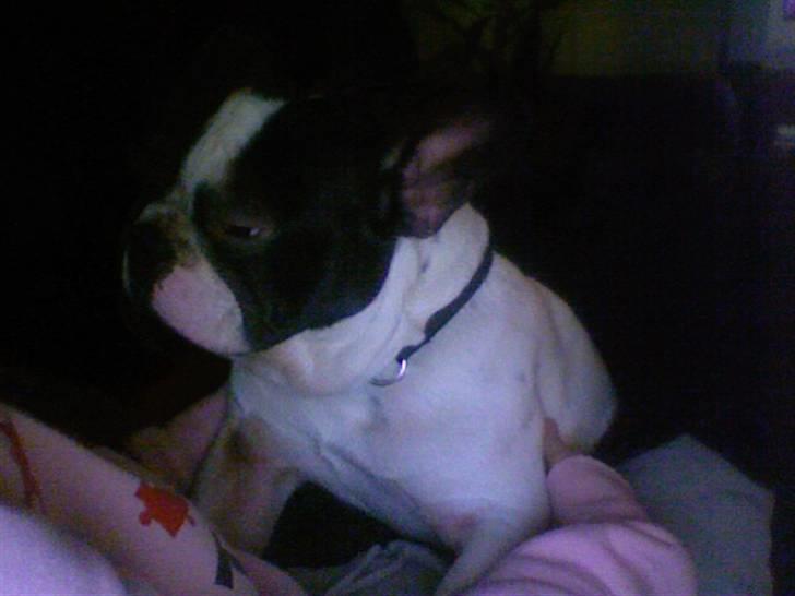 Fransk bulldog Bøvl - død d. 25/12-2011 billede 7