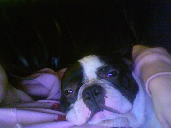 Fransk bulldog Bøvl - død d. 25/12-2011 billede 8
