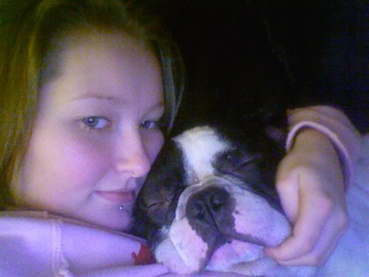 Fransk bulldog Bøvl - død d. 25/12-2011 billede 9