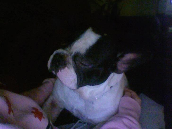 Fransk bulldog Bøvl - død d. 25/12-2011 billede 10
