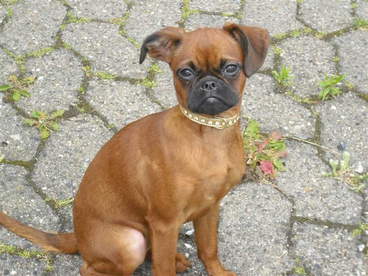 Griffon petit brabancon Nichole - Min lille prinsesse :) billede 1