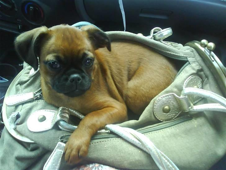 Griffon petit brabancon Nichole - Nichole ligger og putter i en af hendes tasker :) billede 2