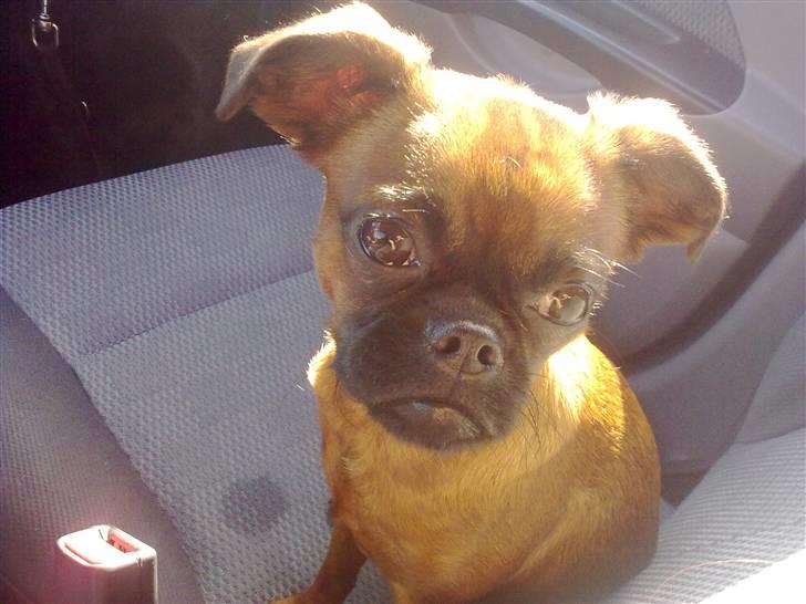 Griffon petit brabancon Nichole - Nichole sidder klar som den første i bilen når vi skal i skoven :) billede 3