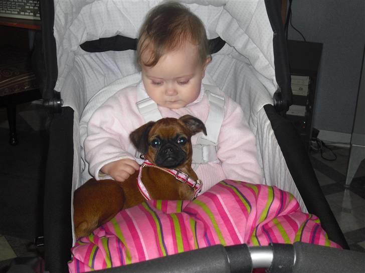 Griffon petit brabancon Nichole - Nichole putter i barnevognen med Felicia. billede 4