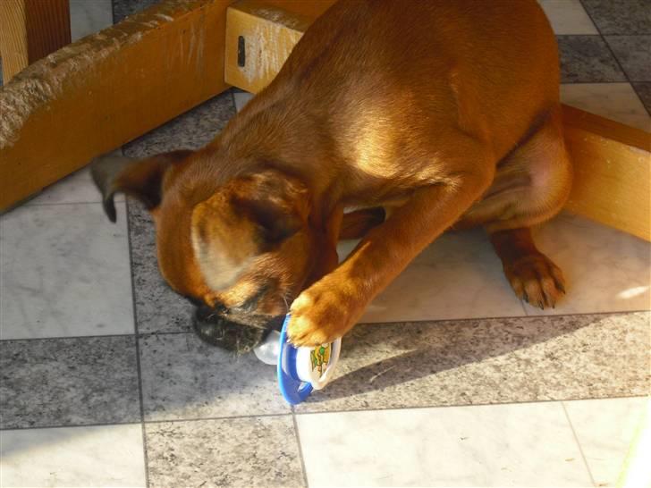 Griffon petit brabancon Nichole - Hun snupper sutten så snart den falder på gulvet. :p billede 5