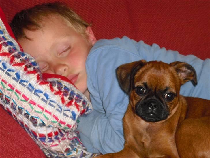 Griffon petit brabancon Nichole - hyggetid :) billede 6