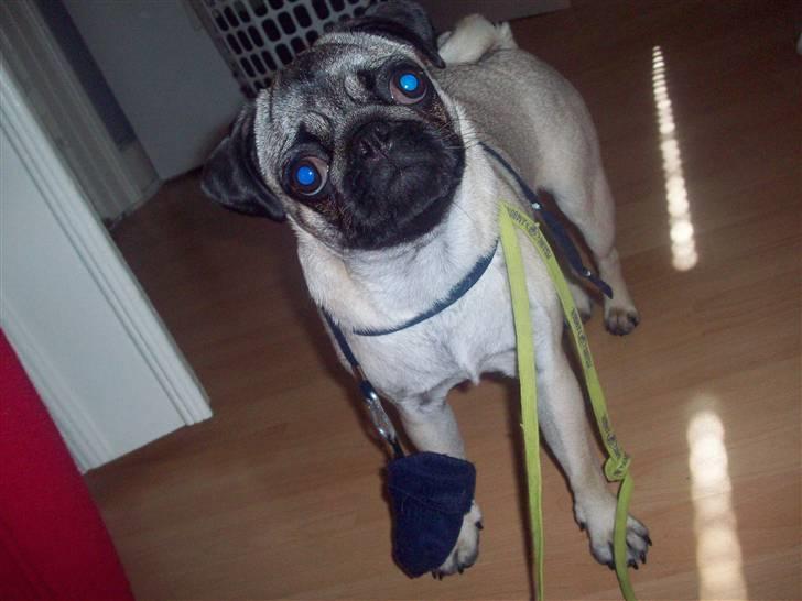 Mops Daisy - *April 09*  billede 14