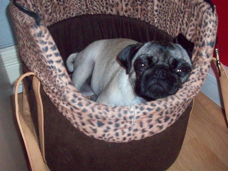 Mops Daisy billede 15