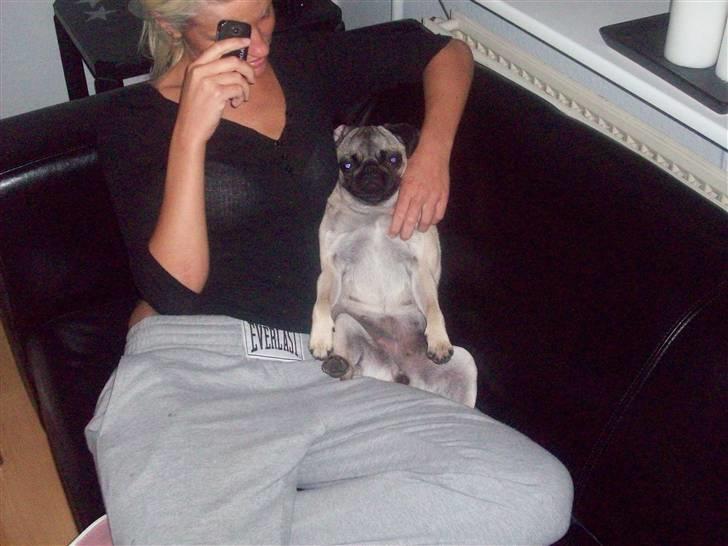 Mops Daisy billede 16