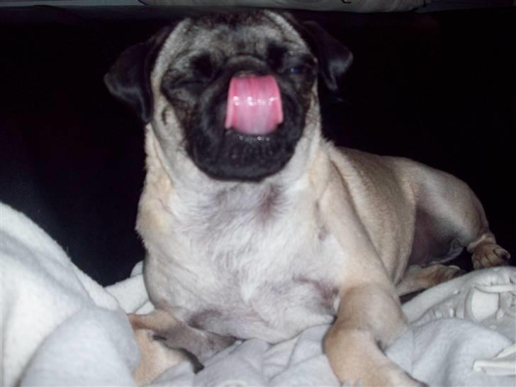 Mops Daisy billede 17