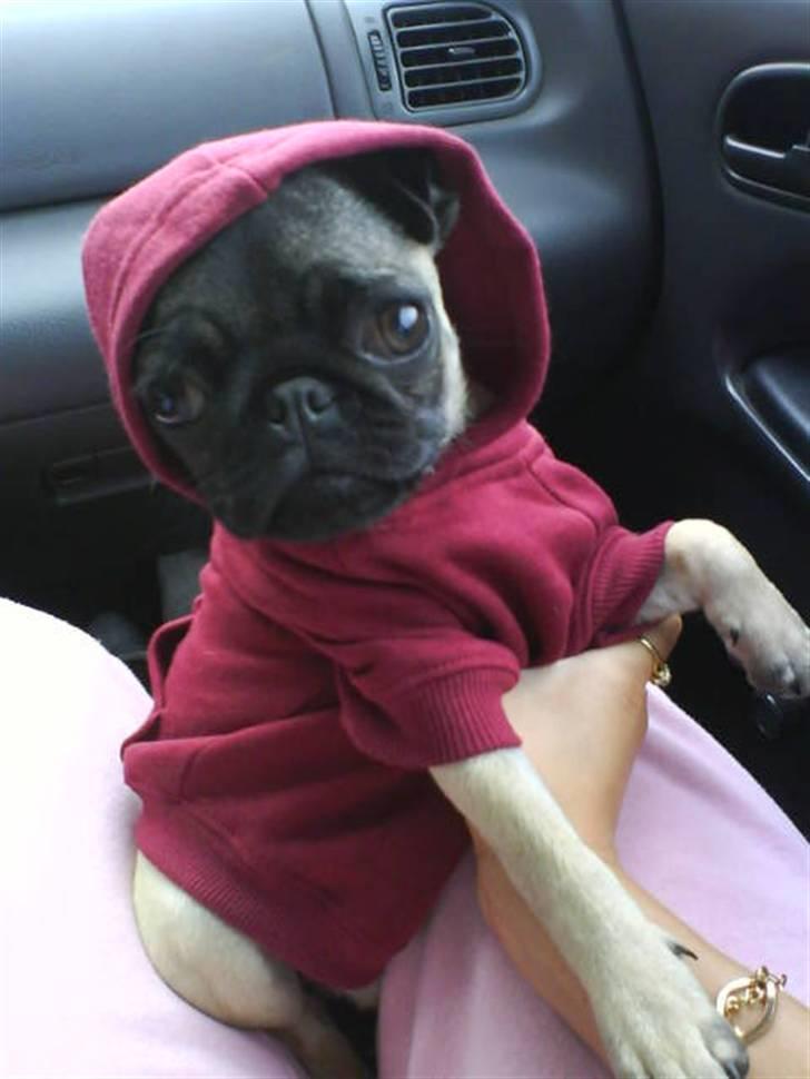 Mops Daisy billede 18