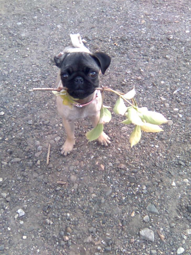 Mops Daisy billede 19