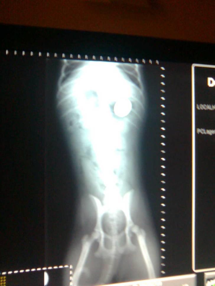 Mops Daisy - Slemme Daisy har slugt en 50 øre :D Den måtte desværre opereres ud billede 20