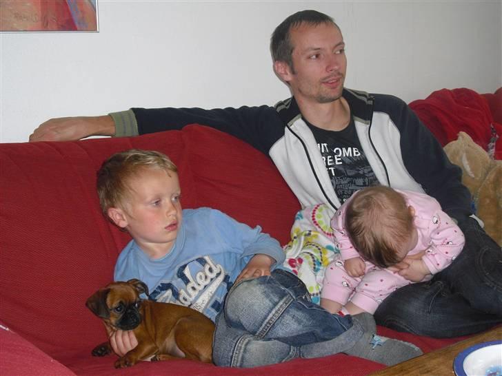 Griffon petit brabancon Nichole - Nichole hygger med William, Dennis og Felicia  billede 7