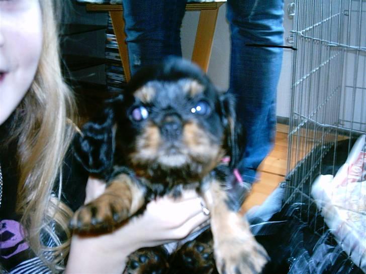 Cavalier king charles spaniel - Chilli - 3 år - 2. gang vi så Chilli  billede 11