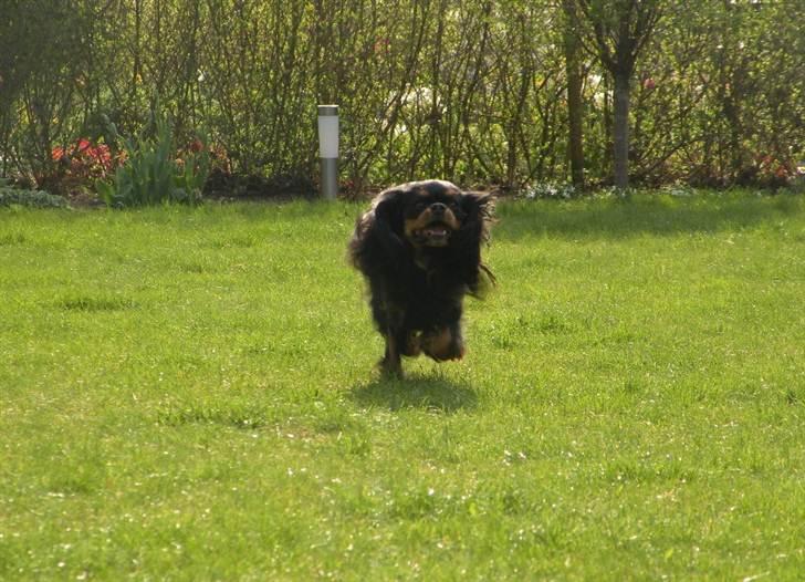 Cavalier king charles spaniel - Chilli - 3 år - Min fartbølle! :´)<3 billede 12