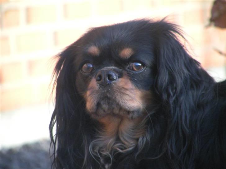 Cavalier king charles spaniel - Chilli - 3 år - Miijn Vulle, 4-ever!!<3 billede 13