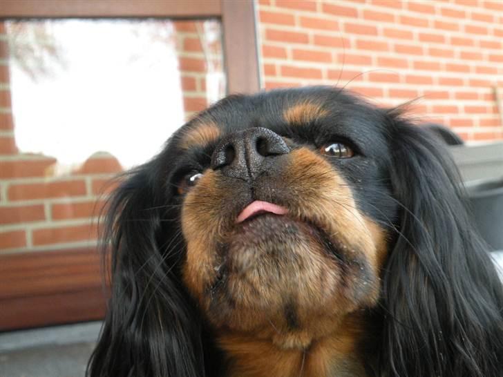 Cavalier king charles spaniel - Chilli - 3 år - "Ska´ du væ´r fræk?!!" "Pdruuu!" :´D<3 billede 14