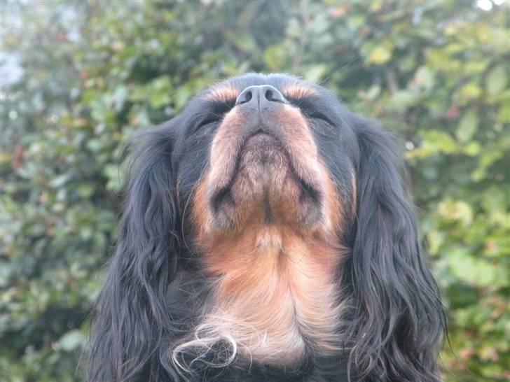 Cavalier king charles spaniel - Chilli - 3 år - I´m the queeen, of the world!! billede 15