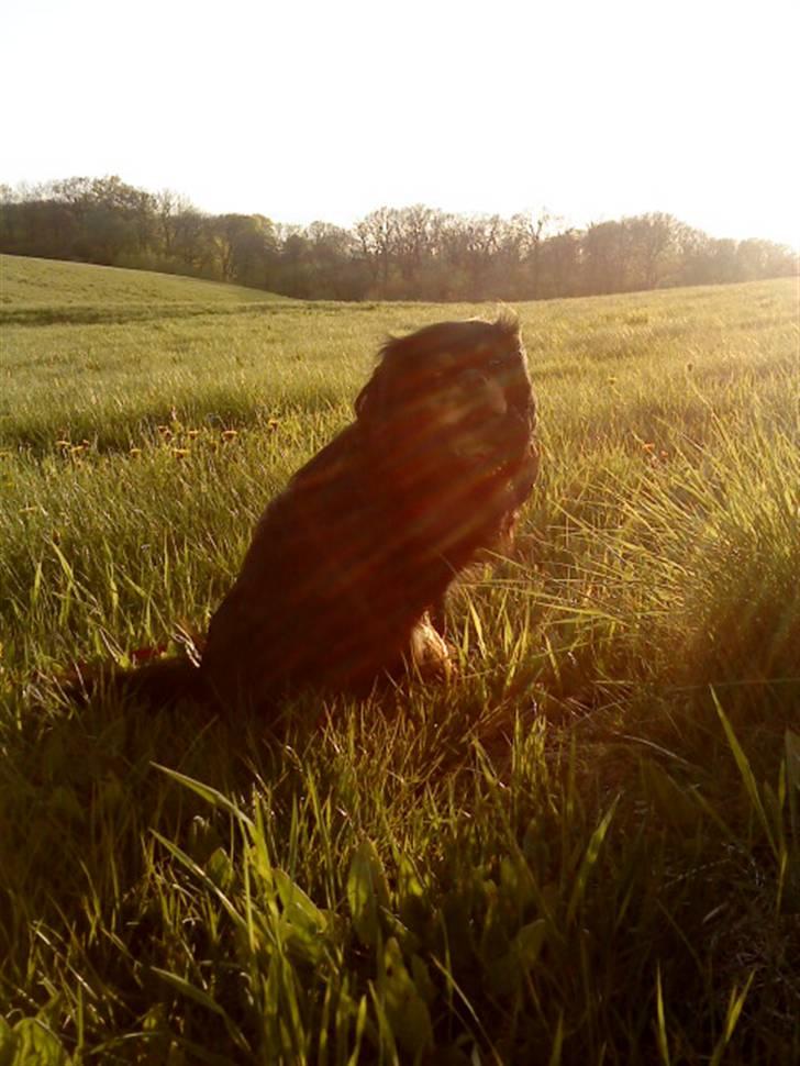 Cavalier king charles spaniel - Chilli - 3 år - -En ven spurgte mig en dag: "Hvad er ægte venskab for dig?" Jeg kiggede ham dybt i øjnene og smilede, mit svar var simpelt, "Chilli.." :´)  billede 16