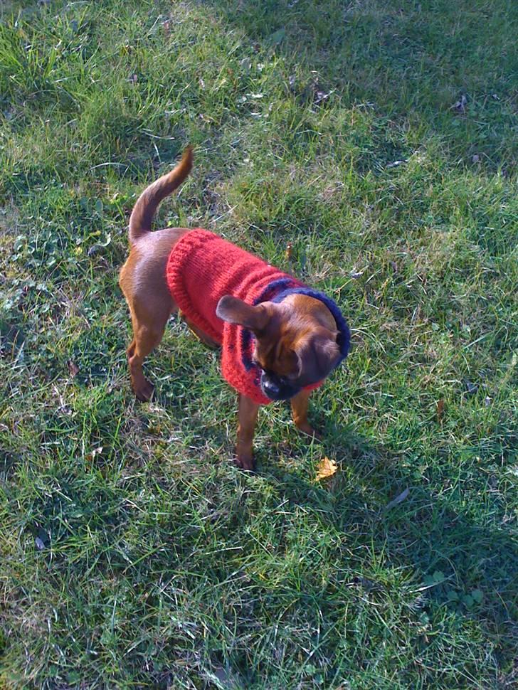 Griffon petit brabancon Nichole billede 9