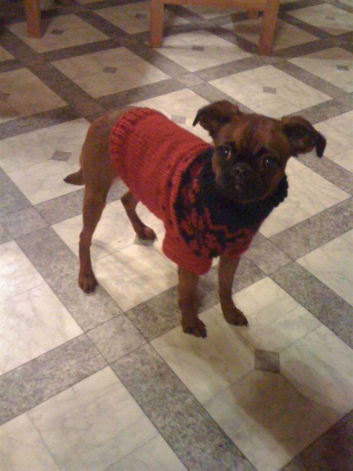 Griffon petit brabancon Nichole - Det er jo ved at være koldt så nichole prøver sin nye trøje :) billede 10