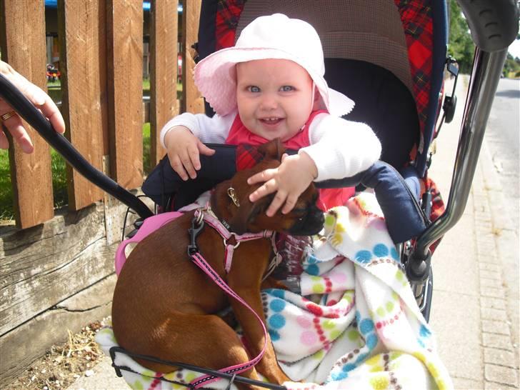 Griffon petit brabancon Nichole - Det har været en hård gåtur ;) billede 11