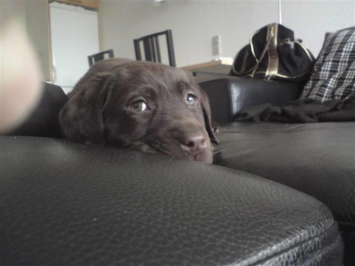 Labrador retriever Frika billede 10