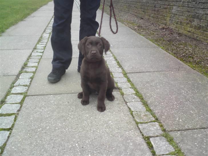 Labrador retriever Frika billede 11