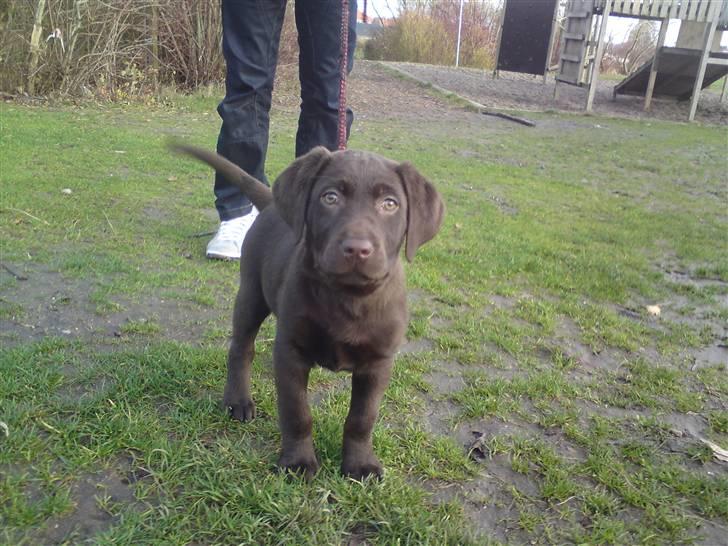 Labrador retriever Frika billede 12