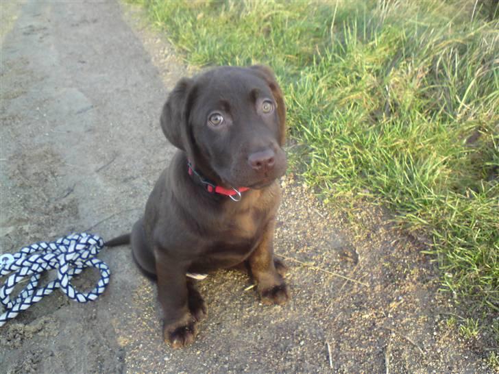 Labrador retriever Frika billede 13