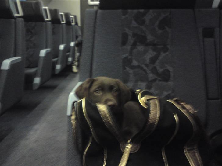 Labrador retriever Frika billede 14